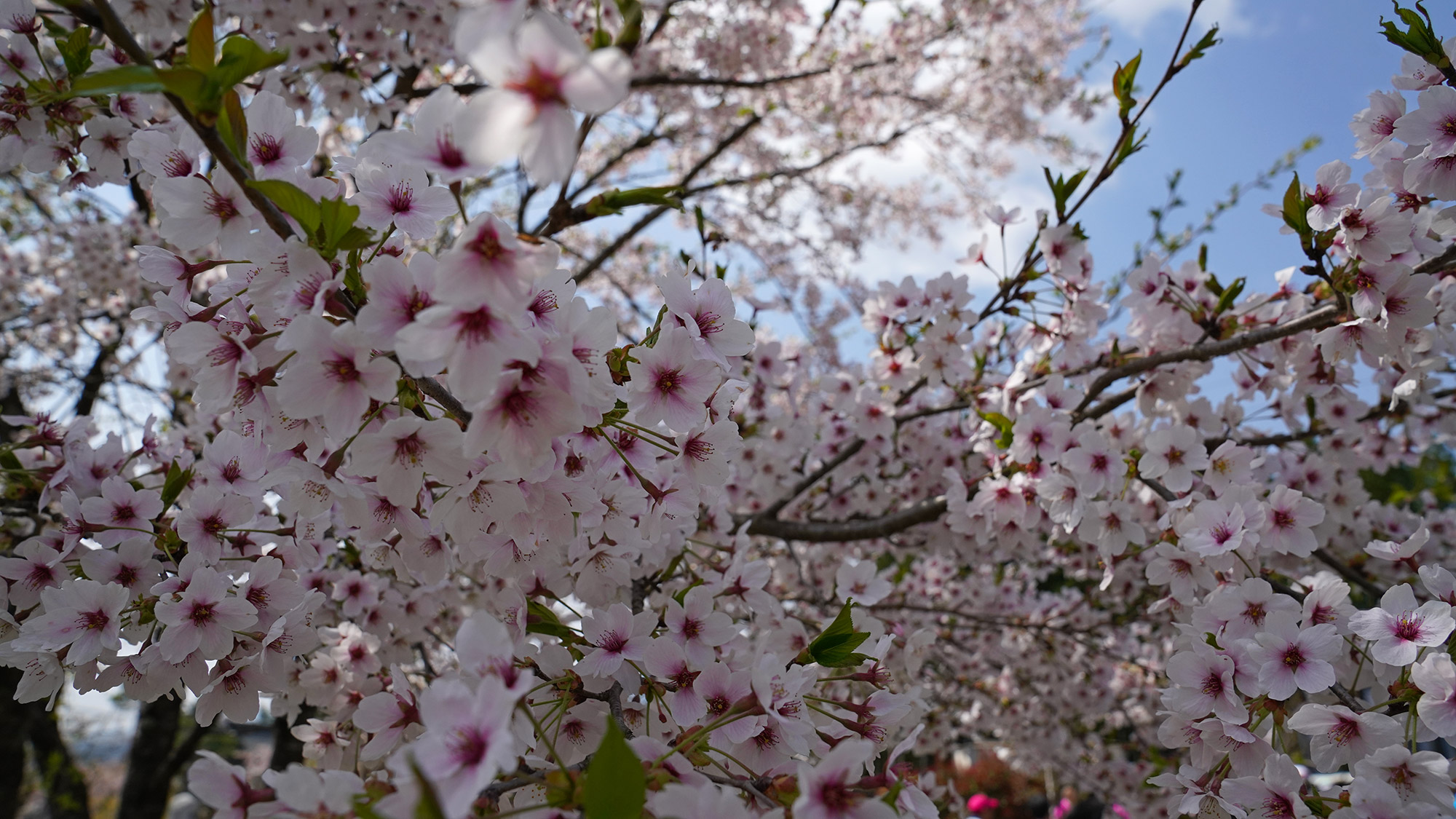 Sakura Michi