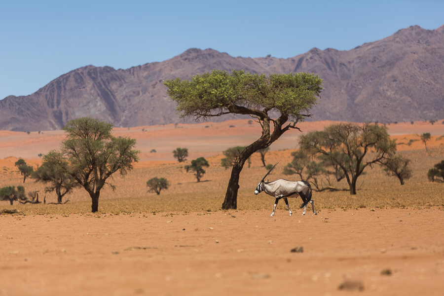 Transnamibia